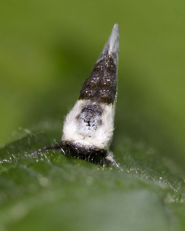 Cilix glaucata, Drepanidae